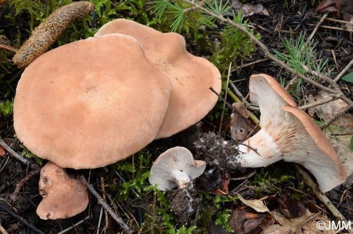 Guía Completa de la Rhodocybe gemina (Rojilla): El Camaleón Comestible del Pastizal